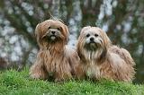 LHASSA APSO 223